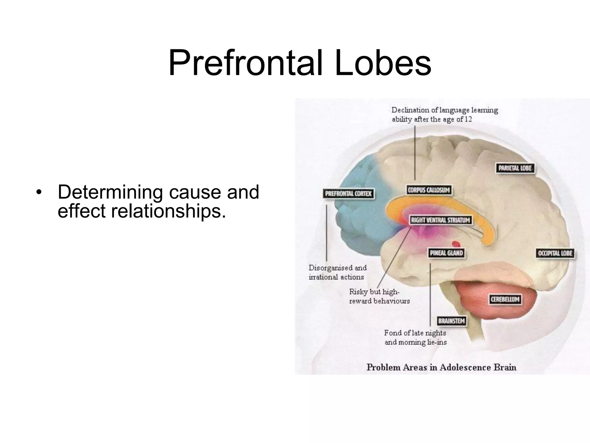 Prefrontal Lobes


• Determining cause and
  effect relationships.
 