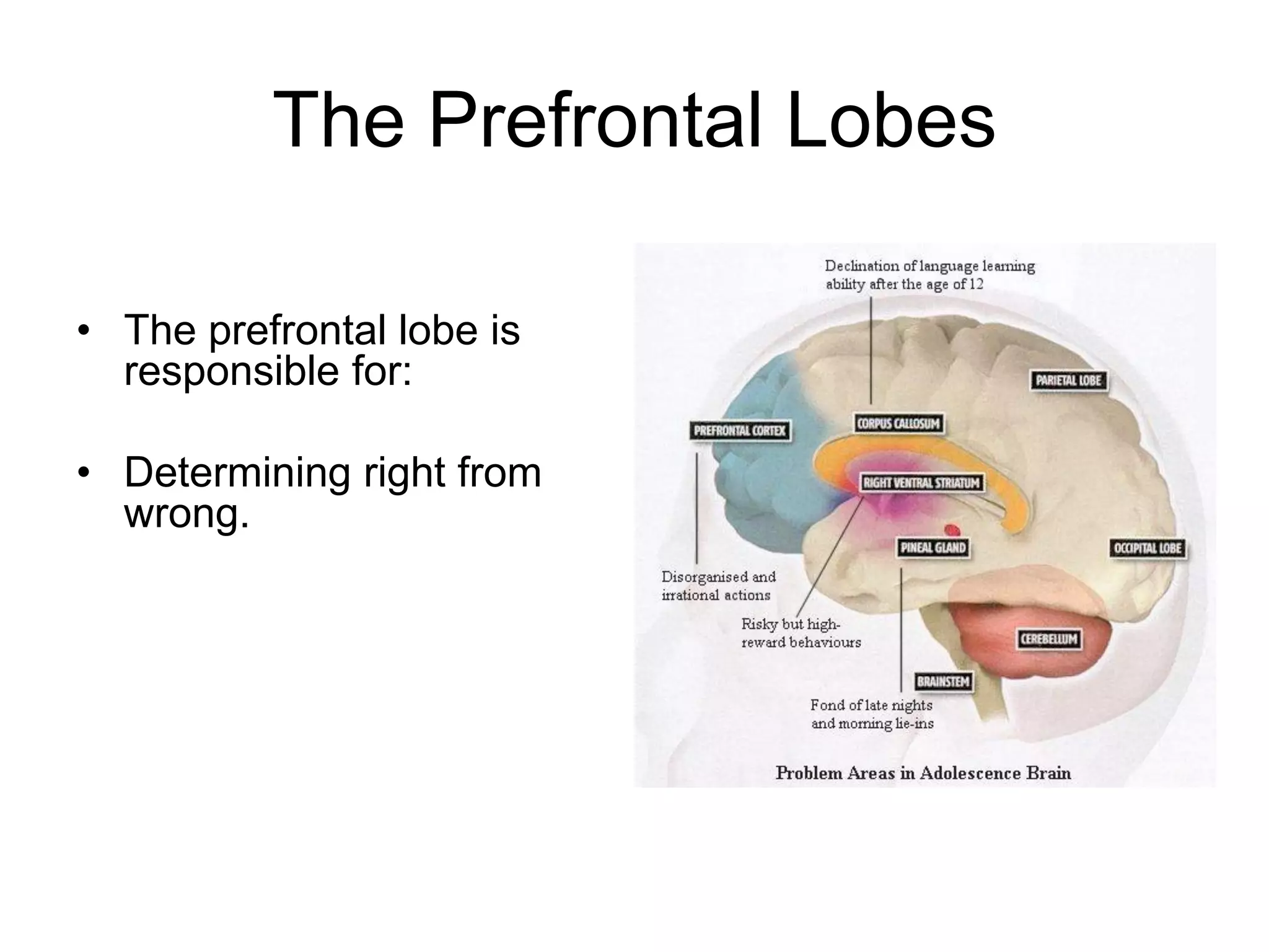 The Prefrontal Lobes

• The prefrontal lobe is
  responsible for:

• Determining right from
  wrong.
 