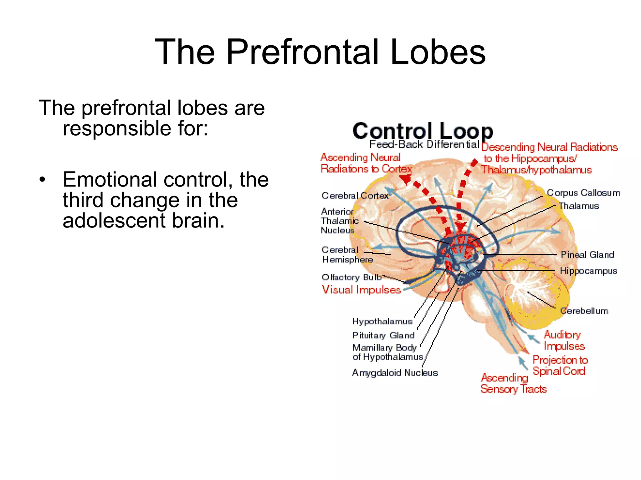 The Prefrontal Lobes
The prefrontal lobes are
  responsible for:

• Emotional control, the
  third change in the
  adolescent brain.
 