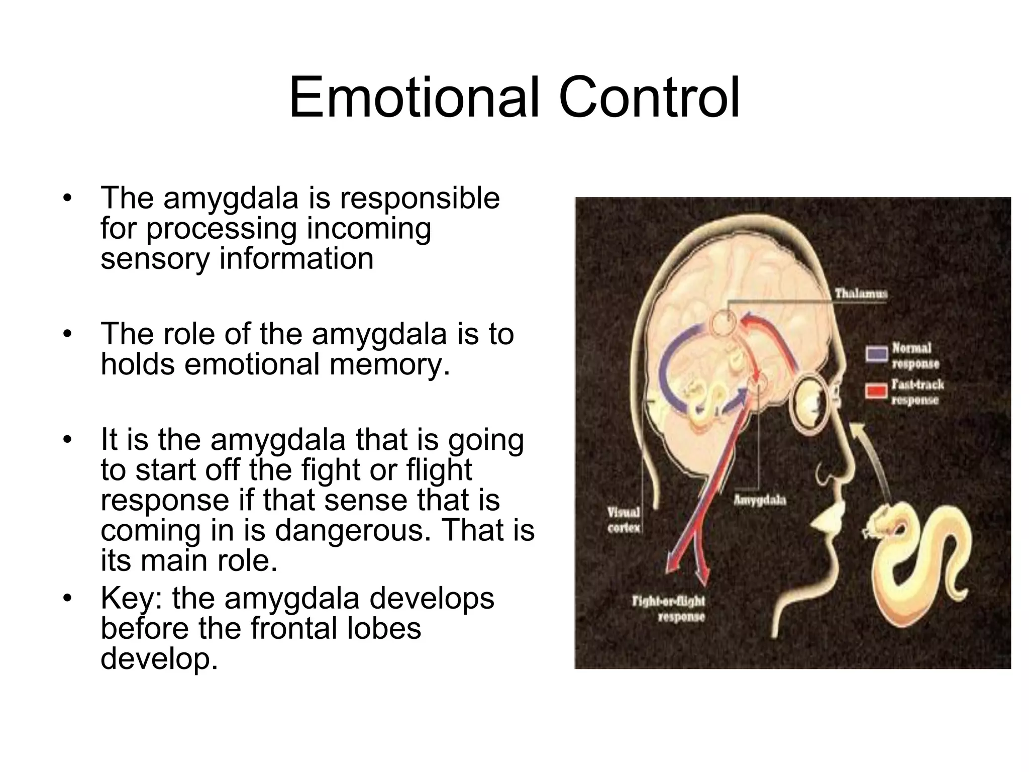 Emotional Control
• The amygdala is responsible
  for processing incoming
  sensory information

• The role of the amygdala is to
  holds emotional memory.

• It is the amygdala that is going
  to start off the fight or flight
  response if that sense that is
  coming in is dangerous. That is
  its main role.
• Key: the amygdala develops
  before the frontal lobes
  develop.
 