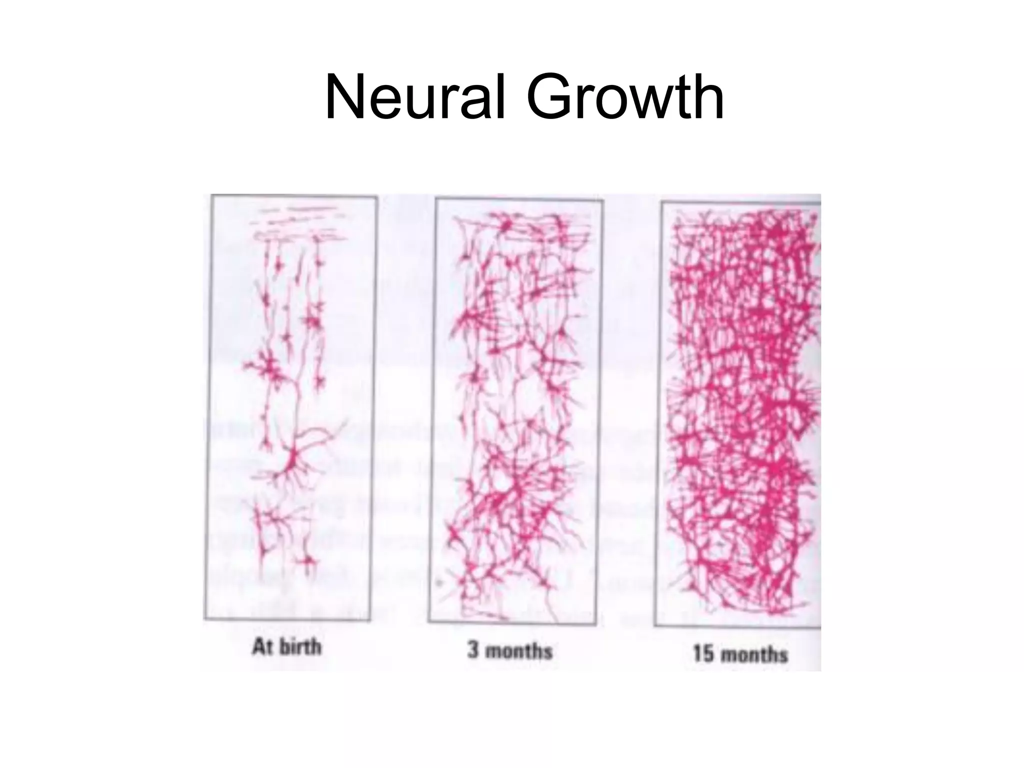 Neural Growth
 
