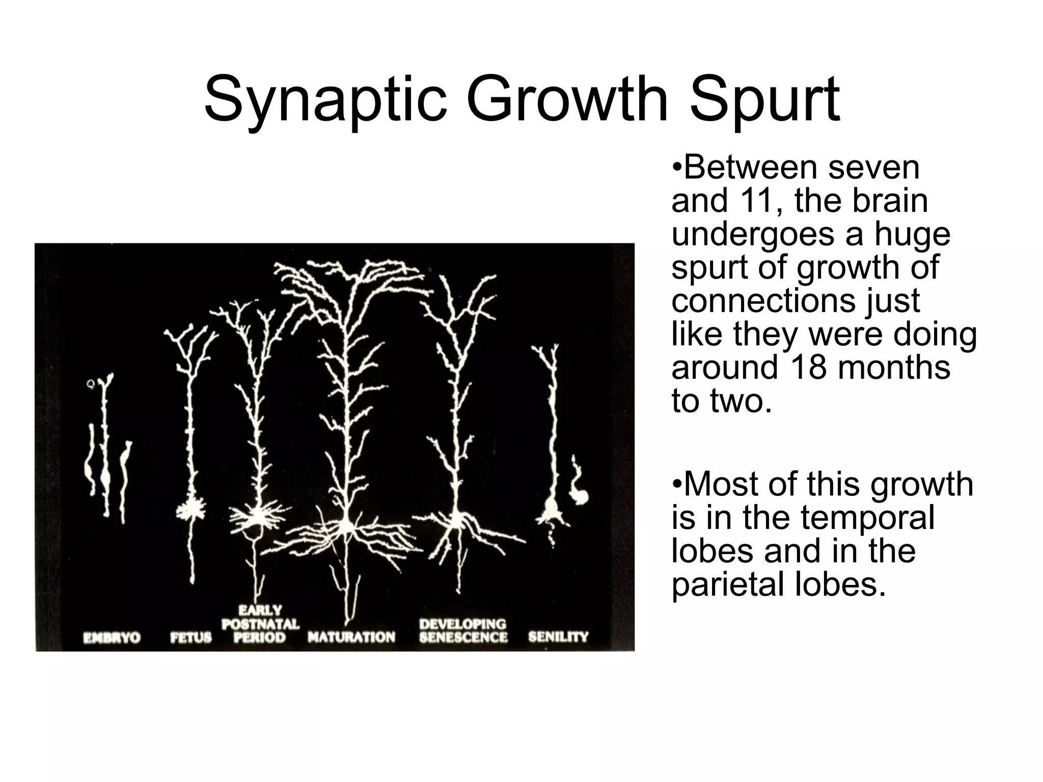 Synaptic Growth Spurt
               •Between seven
               and 11, the brain
               undergoes a huge
               spurt of growth of
               connections just
               like they were doing
               around 18 months
               to two.

               •Most of this growth
               is in the temporal
               lobes and in the
               parietal lobes.
 