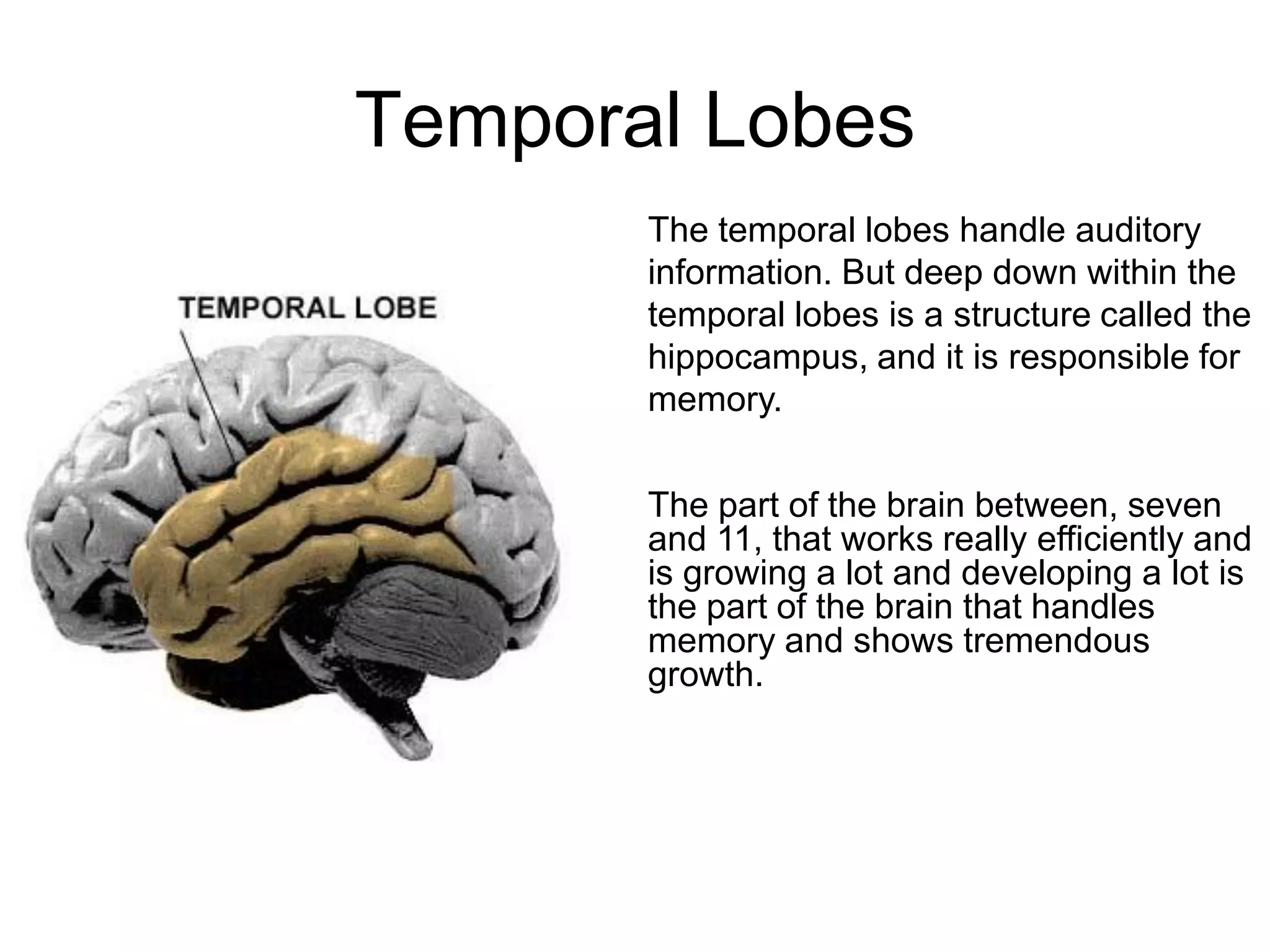 Temporal Lobes
       The temporal lobes handle auditory
       information. But deep down within the
       temporal lobes is a structure called the
       hippocampus, and it is responsible for
       memory.

       The part of the brain between, seven
       and 11, that works really efficiently and
       is growing a lot and developing a lot is
       the part of the brain that handles
       memory and shows tremendous
       growth.
 