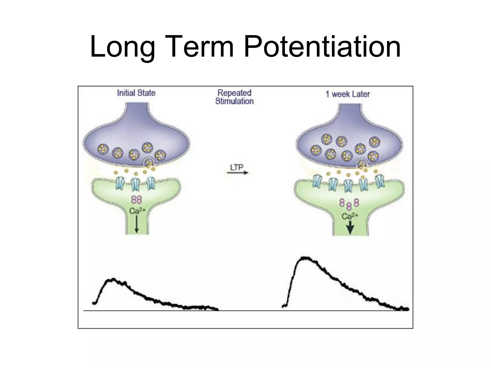 Long Term Potentiation
 