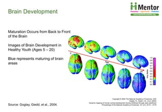 The Developing Brain, Adolescence and Vulnerability to Drug Abuse | PDF