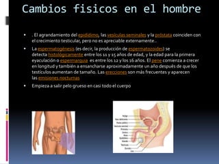 Cambios fisicos en el hombre . El agrandamiento del epidídimo, las vesículas seminales y la próstata coinciden con el crecimiento testicular, pero no es apreciable externamente..La espermatogénesis (es decir, la producción de espermatozoides) se detecta histológicamente entre los 11 y 15 años de edad, y la edad para la primera eyaculación o espermarquia  es entre los 12 y los 16 años. El pene comienza a crecer en longitud y también a ensancharse aproximadamente un año después de que los testículos aumentan de tamaño. Las erecciones son más frecuentes y aparecen las emisiones nocturnasEmpieza a salir pelo grueso en casi todo el cuerpo
