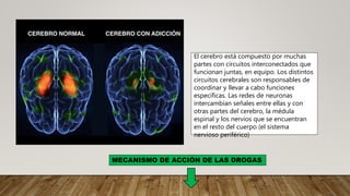 El cerebro está compuesto por muchas
partes con circuitos interconectados que
funcionan juntas, en equipo. Los distintos
circuitos cerebrales son responsables de
coordinar y llevar a cabo funciones
específicas. Las redes de neuronas
intercambian señales entre ellas y con
otras partes del cerebro, la médula
espinal y los nervios que se encuentran
en el resto del cuerpo (el sistema
nervioso periférico)
MECANISMO DE ACCIÓN DE LAS DROGAS
 