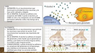 GABA
• DEFINICIÓN: Es un neurotransmisor que
disminuye la actividad de otras neuronas, y te
hace sentir calmado y relajado.
• EN LA SINAPSIS: El alcohol se adhiere a los
receptores del GABA. Cuando el alcohol y el
GABA se unen a los receptores a la vez el GABA
permanece adherido a ellos más tiempo de lo
normal
GLUTAMATO
• DEFINICIÓN: Es un neurotransmisor que estimula
tus neuronas a que entren en acción. Es el
neurotransmisor excitante más importante del
cerebro.
• EN LA SINAPSIS: El alcohol se adhiere al receptor
del glutamato y éste impide que el glutamato se
adhiera, y por tanto no se envía ninguna señal y
no se lleva a cabo ninguna acción.
• CONSECUENCIAS: cuando el alcohol se adhiere a
los receptores del glutamato en el hipocampo,
esto interfiere en la memoria. Además la
habilidad para dirigir tus acciones también
disminuye.
 