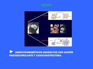 ACCIÓN




► SIMPATICOMIMÉTICOS INDIRECTOS CON ACCIÓN
PSICOESTIMULANTE Y VASOCONSTRICTORA.
 