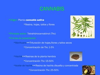 CANNABIS
•Origen: Planta cannabis sativa
              •Resina, hojas, tallos y flores


•Principio activo: Tetrahidrocannabinol (Thc)
•Formas de presentación:
    •Marihuana►►Trituración de hojas,flores y tallos secos
              •Concentración de Thc 1-5%


    •Hachís►►Resinas de la planta hembra
              •Concentración Thc 15-50%
    •Aceite de hachís►►Resina de hachis disuelta y concentrada
                   •Concentración Thc 25-50%
 