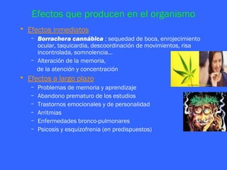 Efectos que producen en el organismo
• Efectos inmediatos
   – Borrachera cannábica : sequedad de boca, enrojecimiento
     ocular, taquicardia, descoordinación de movimientos, risa
     incontrolada, somnolencia…
   – Alteración de la memoria,
     de la atención y concentración
• Efectos a largo plazo
   –   Problemas de memoria y aprendizaje
   –   Abandono prematuro de los estudios
   –   Trastornos emocionales y de personalidad
   –   Arritmias
   –   Enfermedades bronco-pulmonares
   –   Psicosis y esquizofrenia (en predispuestos)
 