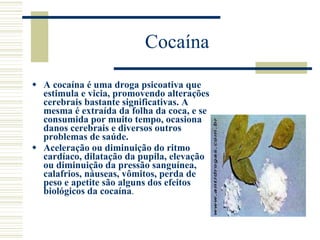 Cocaína A cocaína é uma droga psicoativa que estimula e vicia, promovendo alterações cerebrais bastante significativas. A mesma é extraída da folha da coca, e se consumida por muito tempo, ocasiona danos cerebrais e diversos outros problemas de saúde.  Aceleração ou diminuição do ritmo cardíaco, dilatação da pupila, elevação ou diminuição da pressão sanguínea, calafrios, náuseas, vômitos, perda de peso e apetite são alguns dos efeitos biológicos da cocaína . 