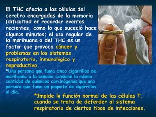 El THC afecta a las células del
cerebro encargadas de la memoria
(dificultad en recordar eventos
recientes, como lo que sucedió hace
algunos minutos; el uso regular de
la marihuana o del THC es un
factor que provoca cáncer y
problemas en los sistemas
respiratorio, inmunológico y
reproductivo.
*Una persona que fuma cinco cigarrillos de
marihuana a la semana consume la misma
cantidad de químicos carcinógenos que una
persona que fuma un paquete de cigarrillos
al día.
             *Impide la función normal de las células T,
             cuando se trata de defender al sistema
             respiratorio de ciertos tipos de infecciones.
 