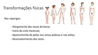 Transformações físicas
Nas raparigas:
- Alargamento dos ossos da bacia;
- Início do ciclo mestrual;
- Aparecimento de pelos nas zonas púbicas e nas axilas;
- Desenvolvimento dos seios.
 
