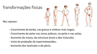 Transformações físicas
Nos rapazes:
- Crescimento da barba, voz grossa e ombros mais largos;
- Crescimento de pelos nas zonas púbicas, no peito e nas axilas;
- Aumento da massa, da estrutura óssea e dos músculos;
- Início da produção de espermatozoides;
- Aumento dos testículos e do pénis;
 