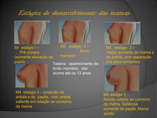 Estágios de desenvolvimento das mamas
MI estágio I –
Pré púbere
(somente elevação da
papila
M2 estágio 2 –
Broto
mamário
M3 estágio 3 –
maior aumento da mama e
da aréola, sem separação
dos seus contornos
M4 estágio 4 – projeção da
aréola e da papila, com aréola
saliente em relação ao contorno
da mama
M5 estágio 5 –
Aréola voltada ao contorno
da mama. Saliência
somente da papila. Mama
adulta
Telarca : aparecimento do
broto mamário , isto
ocorre até os 13 anos
 