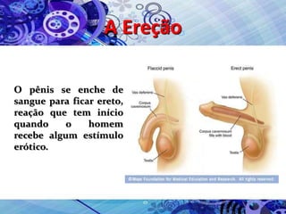 A Ereção
O pênis se enche de
sangue para ficar ereto,
reação que tem início
quando o homem
recebe algum estímulo
erótico.
 