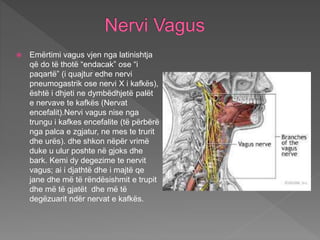  Emërtimi vagus vjen nga latinishtja
që do të thotë “endacak” ose “i
paqartë” (i quajtur edhe nervi
pneumogastrik ose nervi X i kafkës),
është i dhjeti ne dymbëdhjetë palët
e nervave te kafkës (Nervat
encefalit).Nervi vagus nise nga
trungu i kafkes encefalite (të përbërë
nga palca e zgjatur, ne mes te trurit
dhe urës). dhe shkon nëpër vrimë
duke u ulur poshte në gjoks dhe
bark. Kemi dy degezime te nervit
vagus; ai i djathtë dhe i majtë qe
jane dhe më të rëndësishmit e trupit
dhe më të gjatët dhe më të
degëzuarit ndër nervat e kafkës.
 