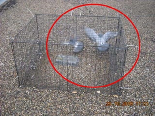 Adonai slide show presentation