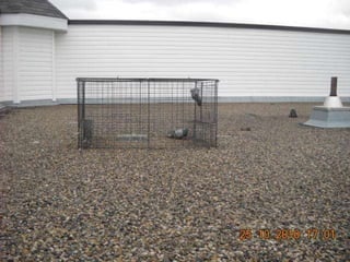 Adonai slide show presentation