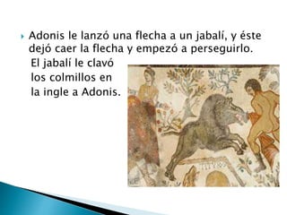  Adonis le lanzó una flecha a un jabalí, y éste
dejó caer la flecha y empezó a perseguirlo.
El jabalí le clavó
los colmillos en
la ingle a Adonis.