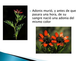  Adonis murió, y antes de que
pasara una hora, de su
sangre nació una adonia del
mismo color