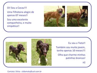 Oi! Sou a Cacau!!!  Uma Filhotona alegre de apenas 07 meses!!  Sou uma excelente companheira, e muito simpática!! Eu sou a Tieta!! Também sou muito jovem, tenho apenas 10 meses!!! Olha que charme minhas patinhas brancas! :o) Contato: Silvia -  sildamata@uol.com.br  