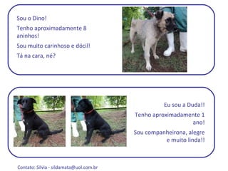 Sou o Dino!  Tenho aproximadamente 8 aninhos! Sou muito carinhoso e dócil! Tá na cara, né? Eu sou a Duda!! Tenho aproximadamente 1 ano! Sou companheirona, alegre e muito linda!! Contato: Silvia -  sildamata@uol.com.br  