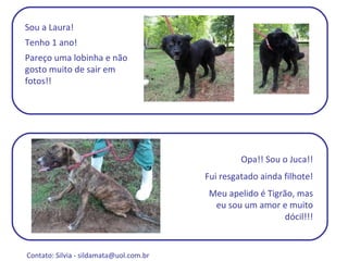 Sou a Laura! Tenho 1 ano! Pareço uma lobinha e não gosto muito de sair em fotos!! Opa!! Sou o Juca!! Fui resgatado ainda filhote! Meu apelido é Tigrão, mas eu sou um amor e muito dócil!!! Contato: Silvia -  sildamata@uol.com.br  