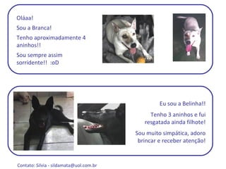 Oláaa! Sou a Branca! Tenho aproximadamente 4 aninhos!! Sou sempre assim sorridente!!  :oD Eu sou a Belinha!! Tenho 3 aninhos e fui resgatada ainda filhote! Sou muito simpática, adoro brincar e receber atenção! Contato: Silvia -  sildamata@uol.com.br  