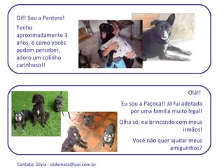 Oi!! Sou a Pantera! Tenho aproximadamente 3 anos, e como vocês podem perceber, adoro um colinho carinhoso!! Olá!!  Eu sou a Paçoca!! Já fui adotada por uma família muito legal! Olha só, eu brincando com meus irmãos! Você não quer ajudar meus amiguinhos? Contato: Silvia -  sildamata@uol.com.br  