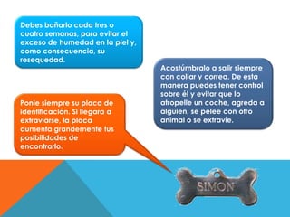 Acostúmbralo a salir siempre
con collar y correa. De esta
manera puedes tener control
sobre él y evitar que lo
atropelle un coche, agreda a
alguien, se pelee con otro
animal o se extravíe.
Ponle siempre su placa de
identificación. Si llegara a
extraviarse, la placa
aumenta grandemente tus
posibilidades de
encontrarlo.
Debes bañarlo cada tres o
cuatro semanas, para evitar el
exceso de humedad en la piel y,
como consecuencia, su
resequedad.
 