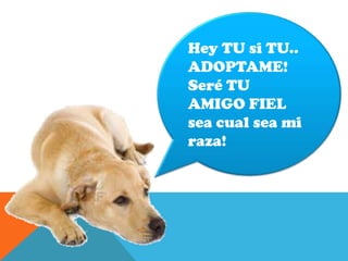 Hey TU si TU..
ADOPTAME!
Seré TU
AMIGO FIEL
sea cual sea mi
raza!
 