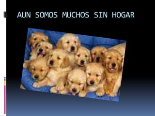 AUN SOMOS MUCHOS SIN HOGAR