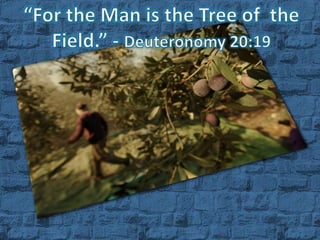 “For the Man is the Tree of  the Field.” - Deuteronomy 20:19 