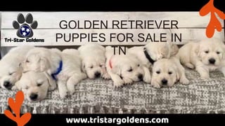GOLDEN RETRIEVER
PUPPIES FOR SALE IN
TN
www.tristargoldens.com
 