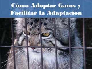 Cómo Adoptar Gatos y
Facilitar la Adaptación
 