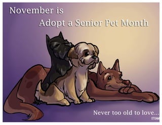 November is Adopt a Senior Pet Month!