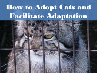 How to Adopt Cats and
Facilitate Adaptation
 