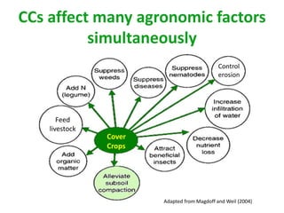 Cover
Crops
Adapted from Magdoff and Weil (2004)
CCs affect many agronomic factors
simultaneously
Feed
livestock
Control
erosion
 