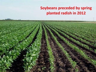 Soybeans preceded by spring
planted radish in 2012
 