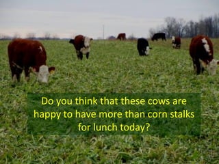 Do you think that these cows are
happy to have more than corn stalks
for lunch today?
 