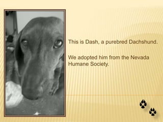 This is Dash, a purebred Dachshund.

We adopted him from the Nevada
Humane Society.
 