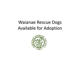 Waianae Rescue Dogs
Available for Adoption
 