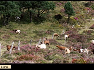 Cabras
 