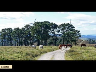 Cabalos
 