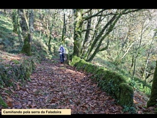 Camiñando pola serra da Faladoira
 