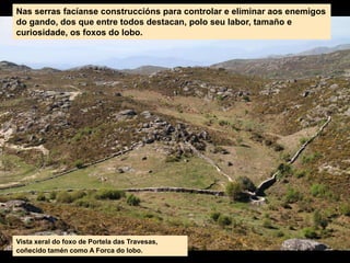 Nas serras facíanse construccións para controlar e eliminar aos enemigos
do gando, dos que entre todos destacan, polo seu labor, tamaño e
curiosidade, os foxos do lobo.
Vista xeral do foxo de Portela das Travesas,
coñecido tamén como A Forca do lobo.
 