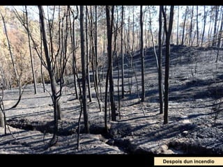Despois dun incendio
 