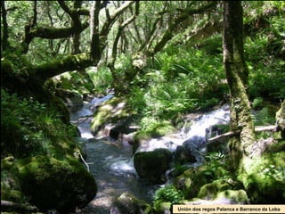 Unión dos regos Palanca e Barranco da Loba
 